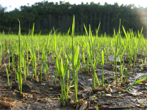 Staple Crops