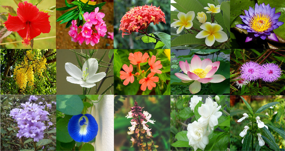 Flowers in Kerala | Different Species of Flowers | Kerala ...