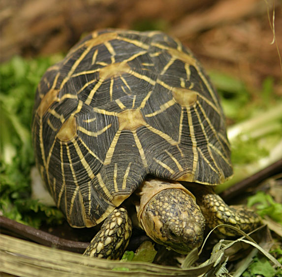 reptiles