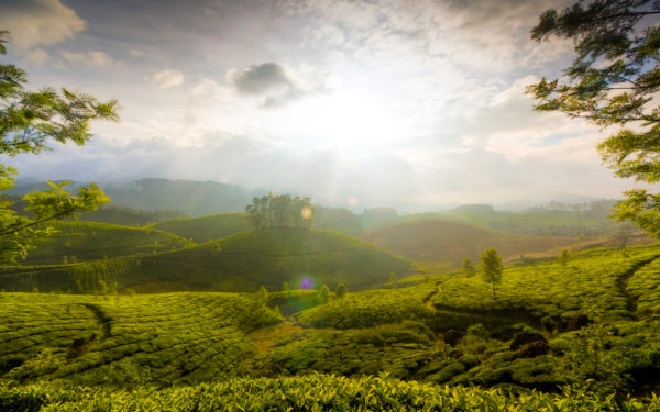 munnar_hills_kerala_india-wide